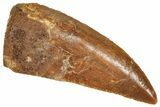Serrated Raptor Tooth - Real Dinosaur Tooth #371489-1